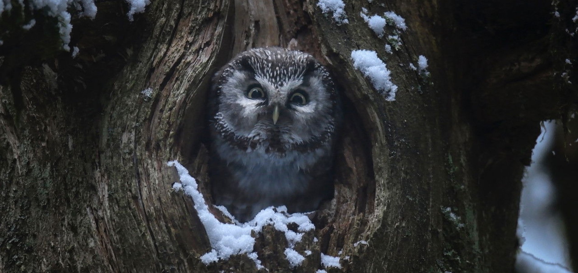 actualité le chant des fôrets