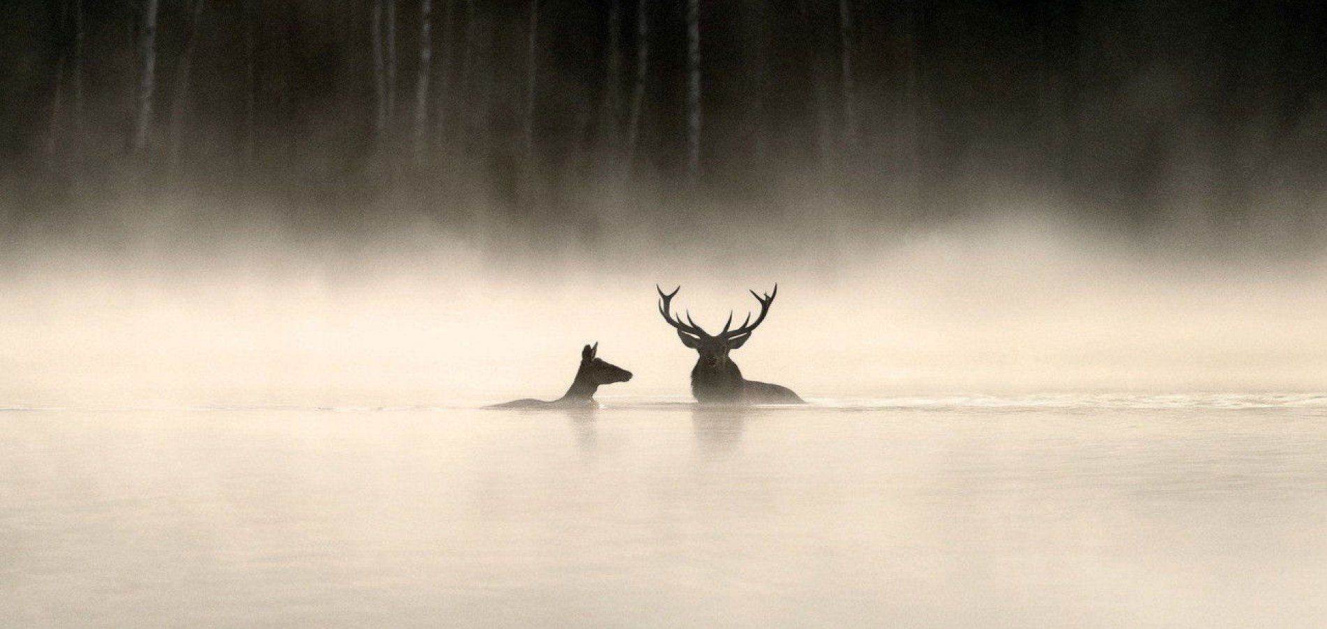 actualité le chant des forêts