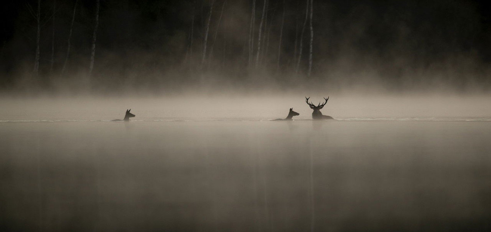 actualité le chant des forets